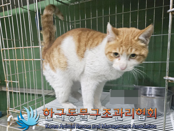 종료(입양) 한국 …
