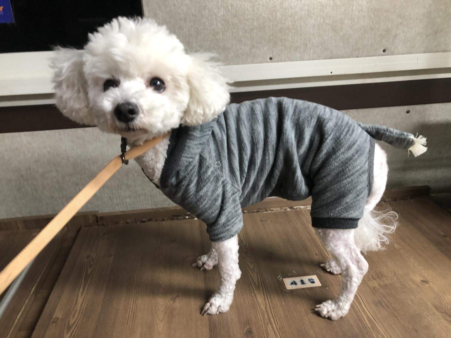 종료(반환) 비숑 …