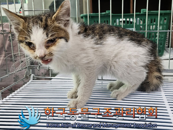 종료(자연사) 한국…