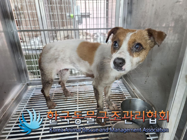 종료(반환) 믹스견…