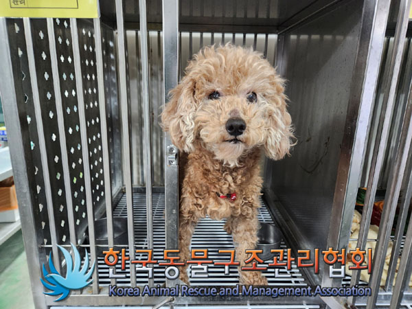 종료(안락사) 푸들…