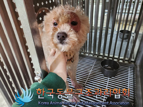 종료(입양) 믹스견…