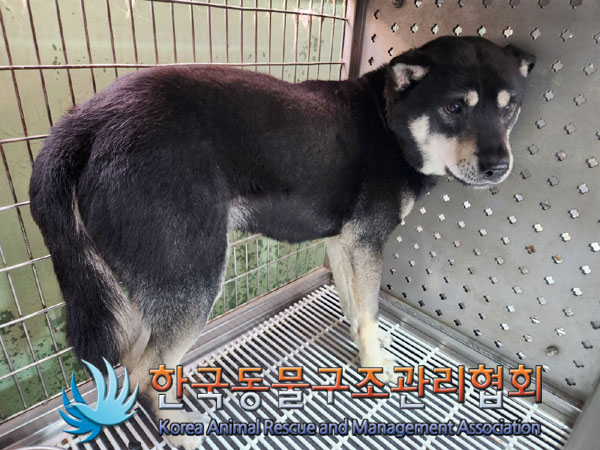 종료(안락사) 믹스…