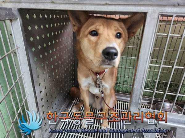 한국동물구조관리협회_411324202300797