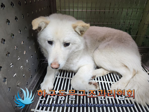 한국동물구조관리협회_441559202301390