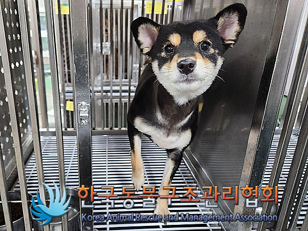 종료(반환) 시바의…