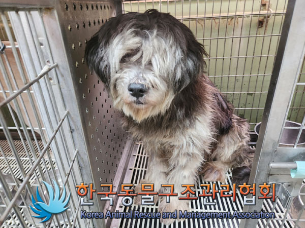 종료(안락사) 삽살…