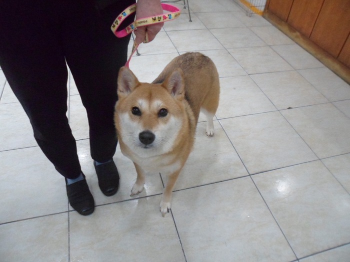 강현림동물병원_411320202300967
