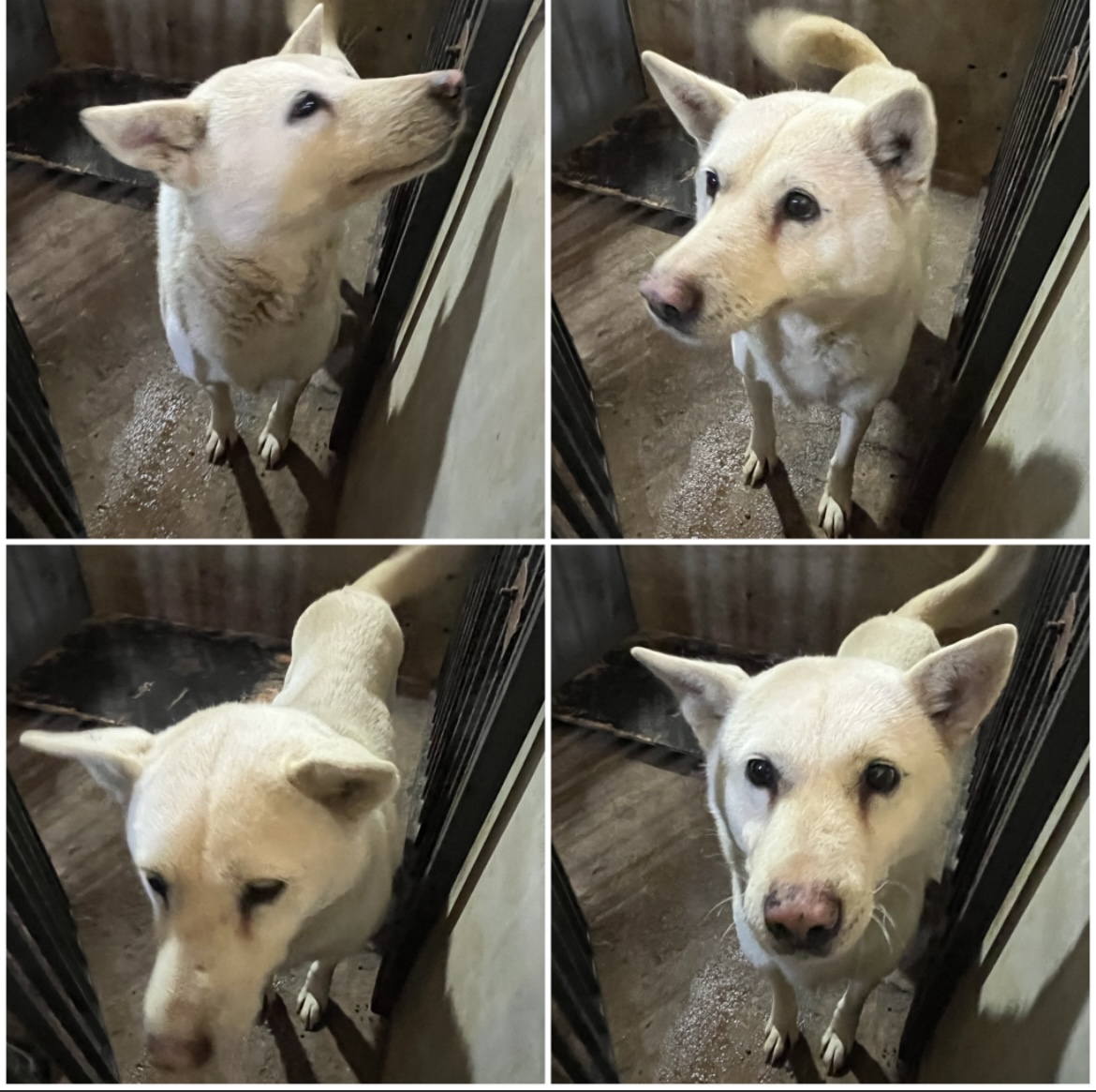 천안시 동물보호센터_444449202302475