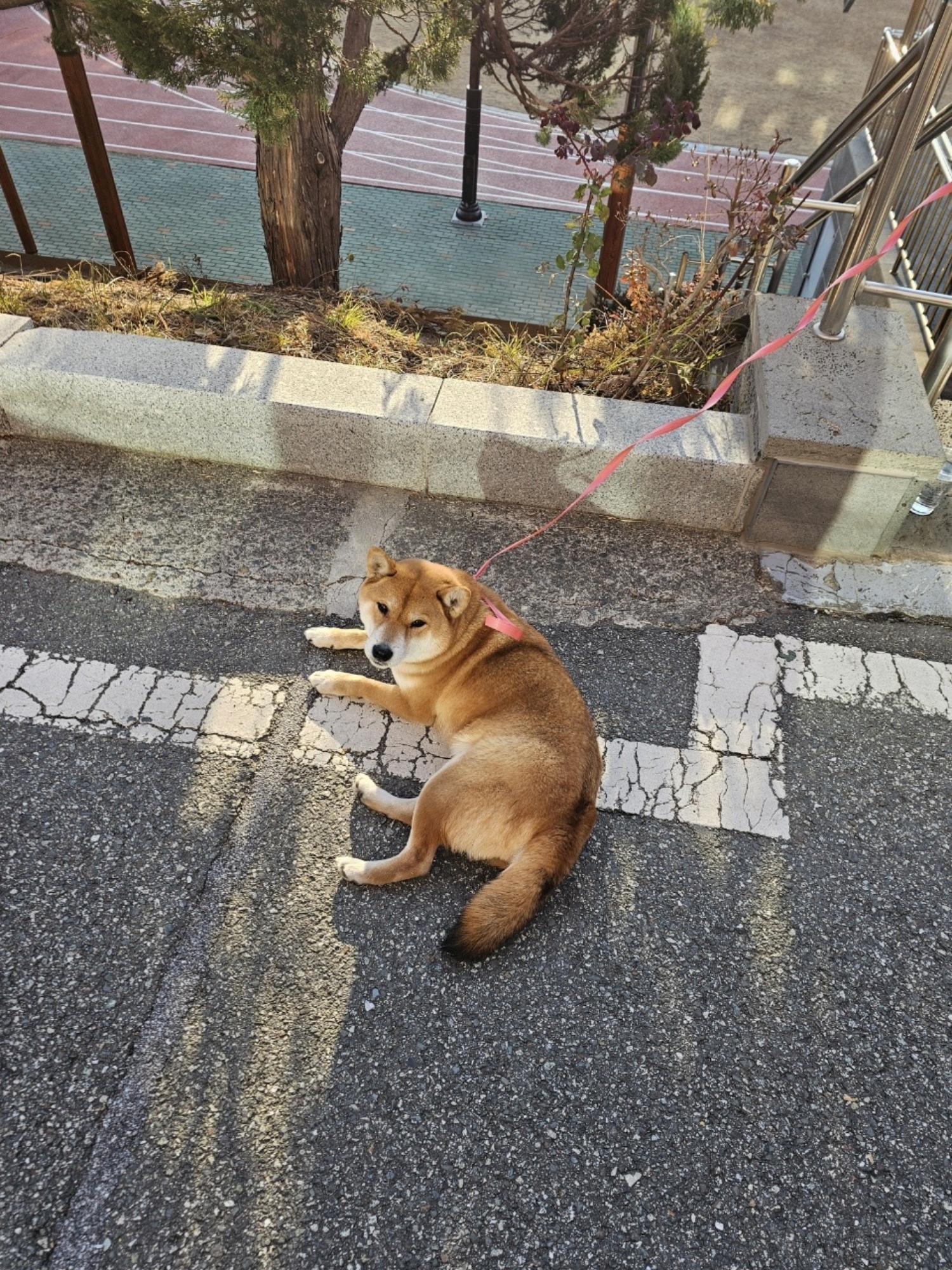 종료(반환) 시바의…
