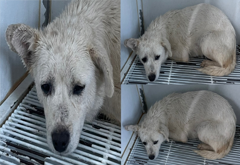 서산시 동물보호센터_444453202301387