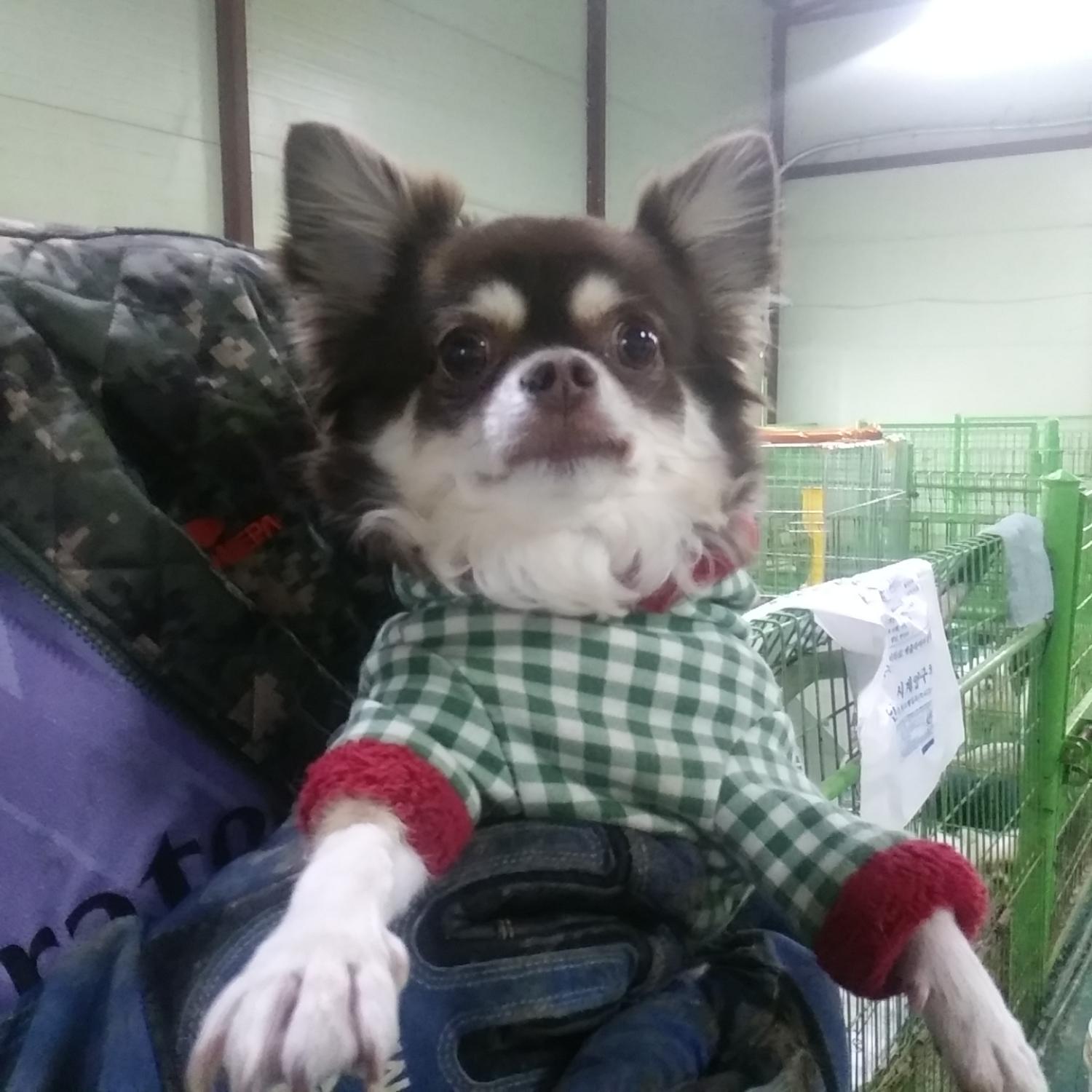 종료(입양) 치와와…