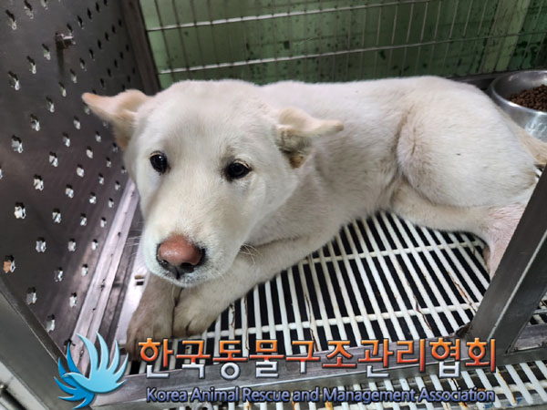 종료(안락사) 믹스…