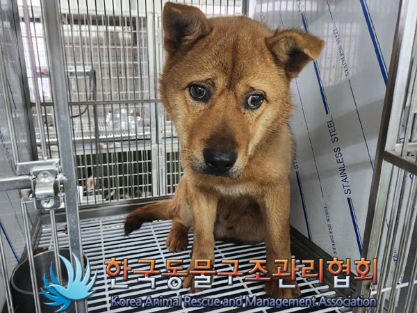 종료(반환) 믹스견…