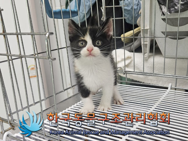 종료(입양) 한국 …