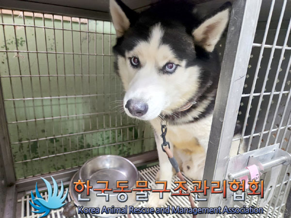 종료(안락사) 시베…