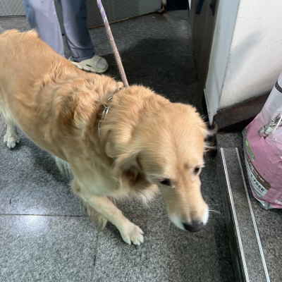 동부유기동물보호협회_426333202300944