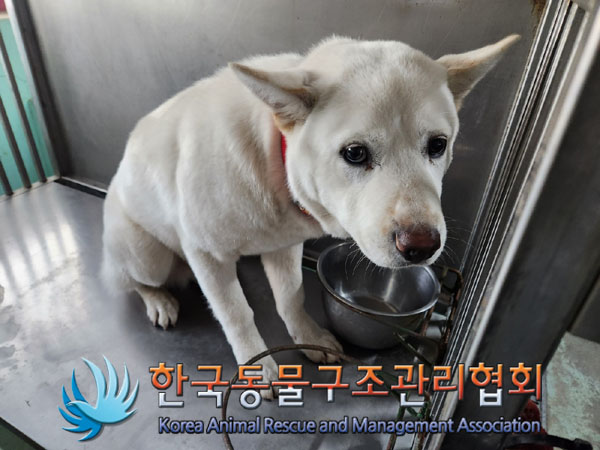 종료(반환) 믹스견…
