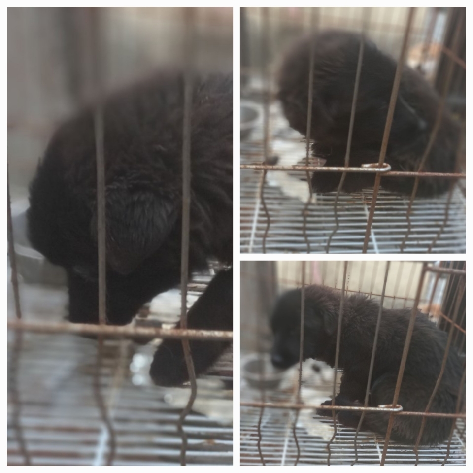 유기동물보호소_446481202301042