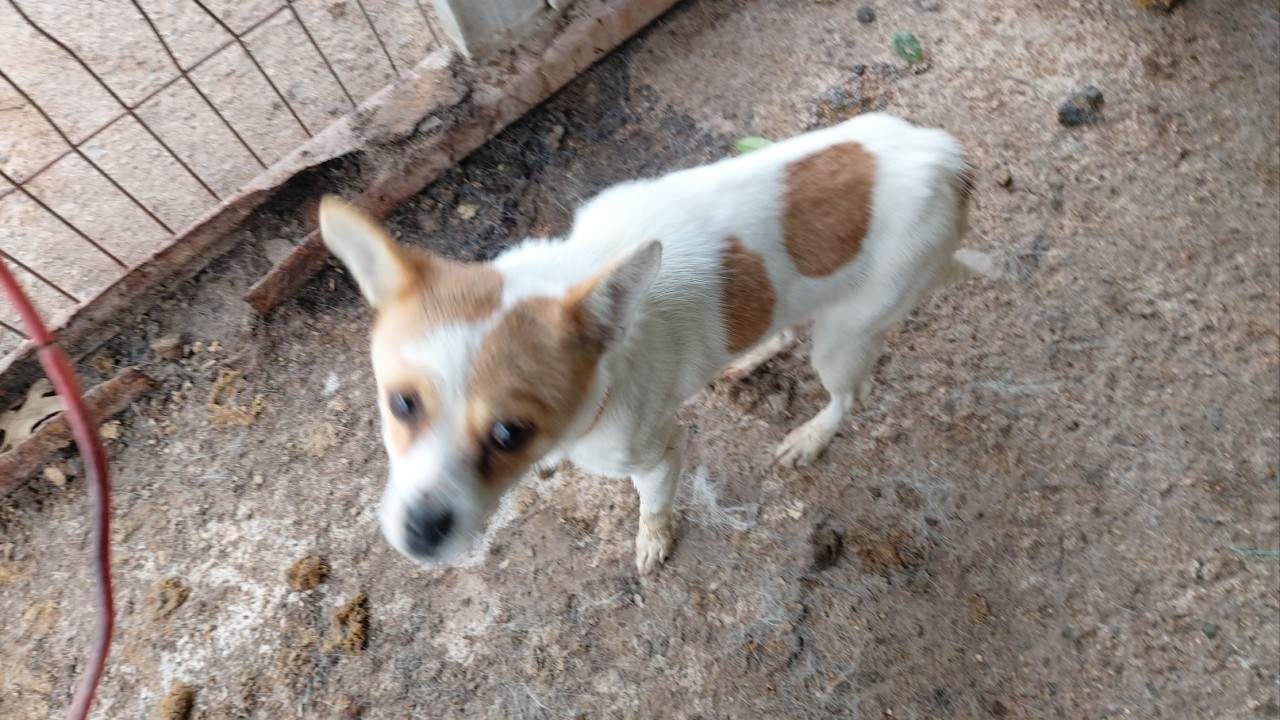 산청동물보호센터_448545202300208