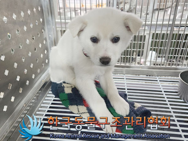 종료(입양) 믹스견…