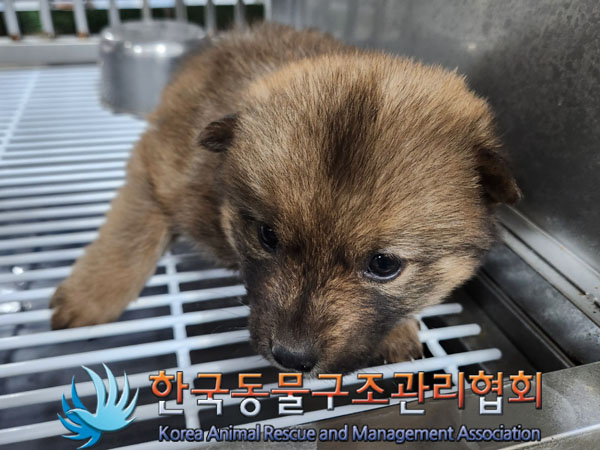 종료(안락사) 믹스…