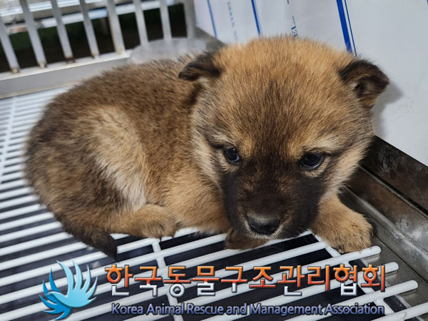 한국동물구조관리협회_411300202300542