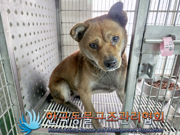 종료(안락사) 믹스…