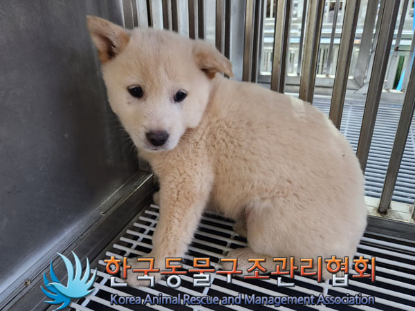 한국동물구조관리협회_441406202302104