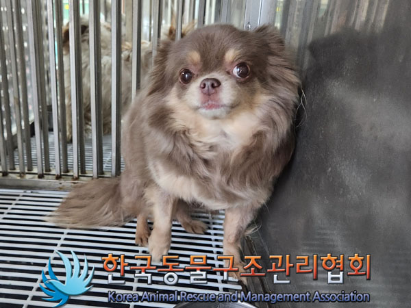 종료(반환) 치와와…