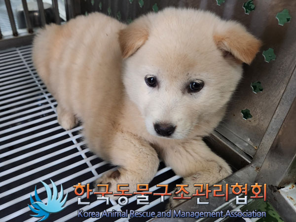 종료(안락사) 믹스…