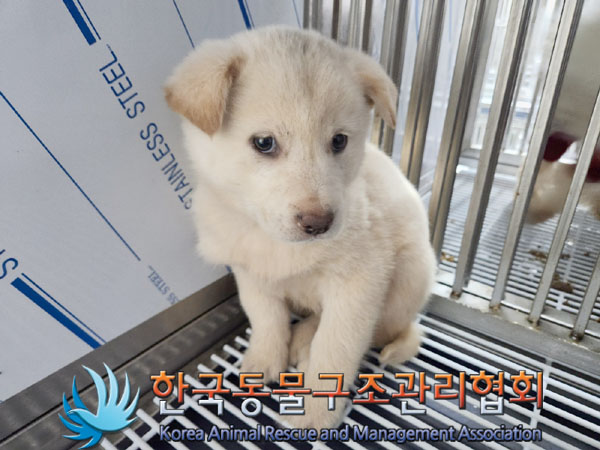 한국동물구조관리협회_441406202302103