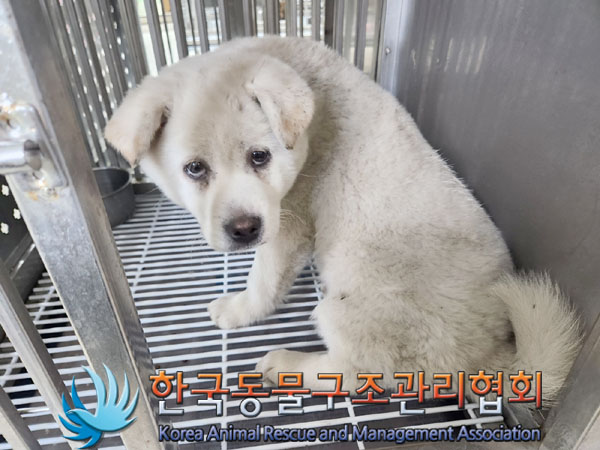 종료(안락사) 믹스…
