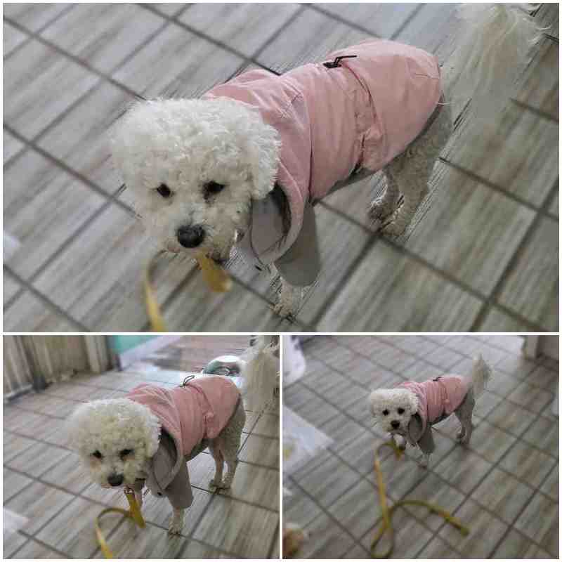 보호중 비숑 프리제…