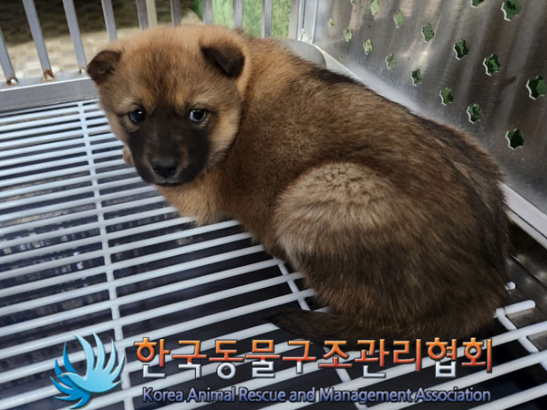 종료(안락사) 믹스…
