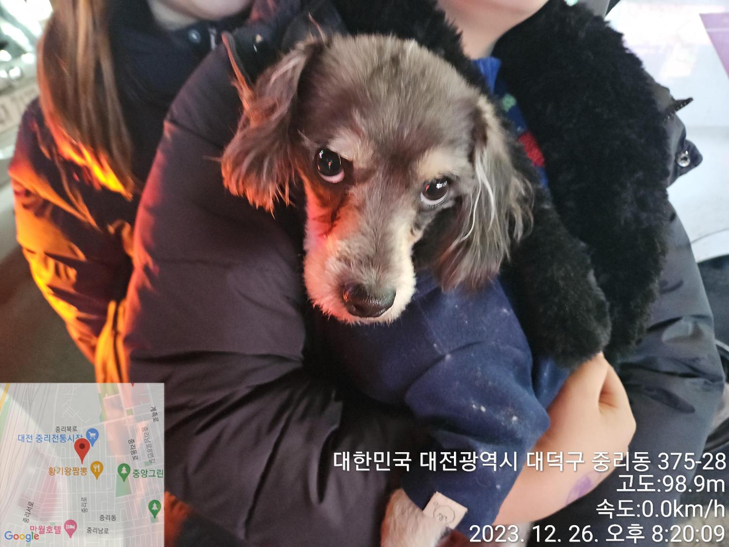 보호중 믹스견의 가…
