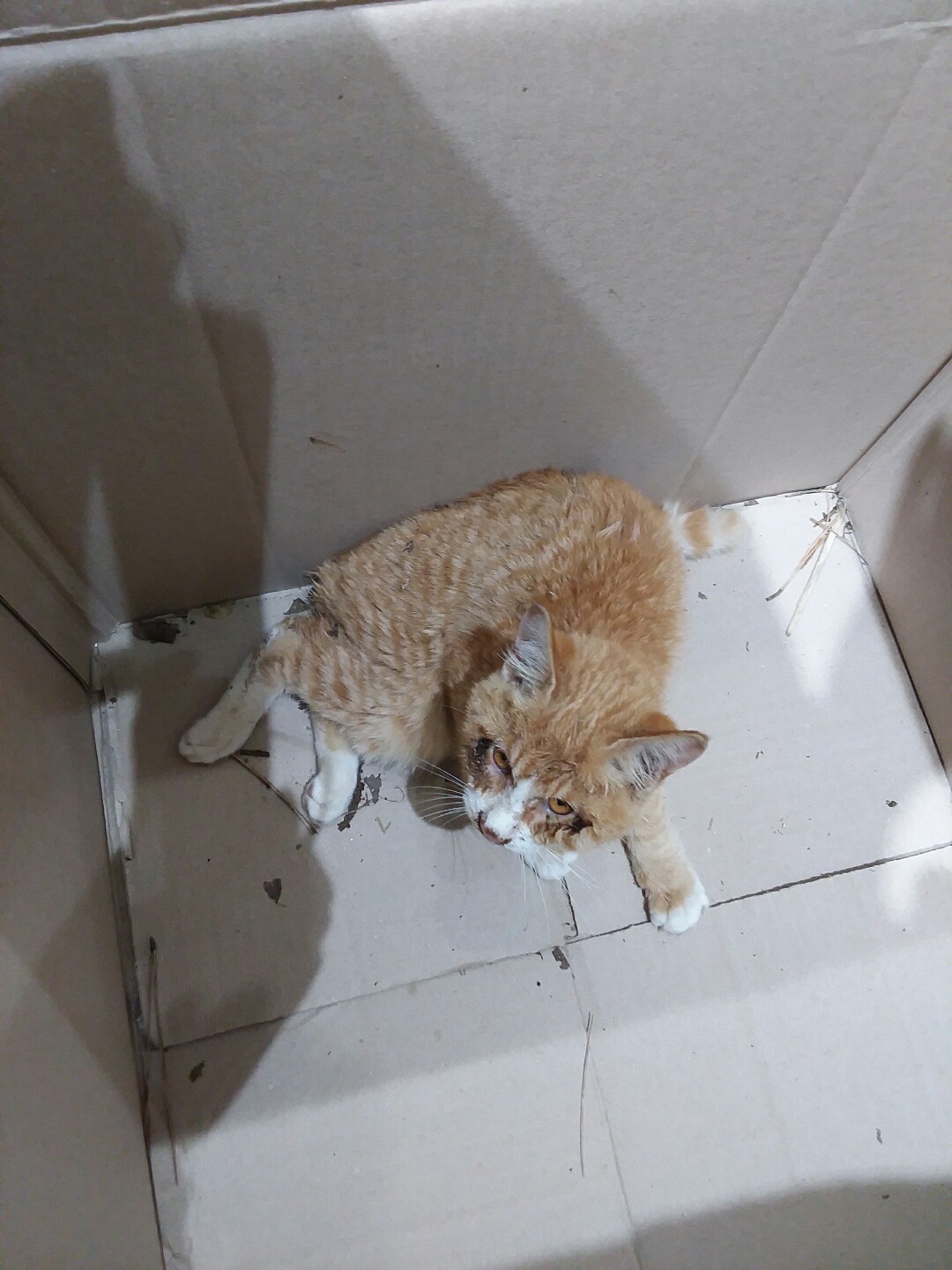 종료(안락사) 한국…
