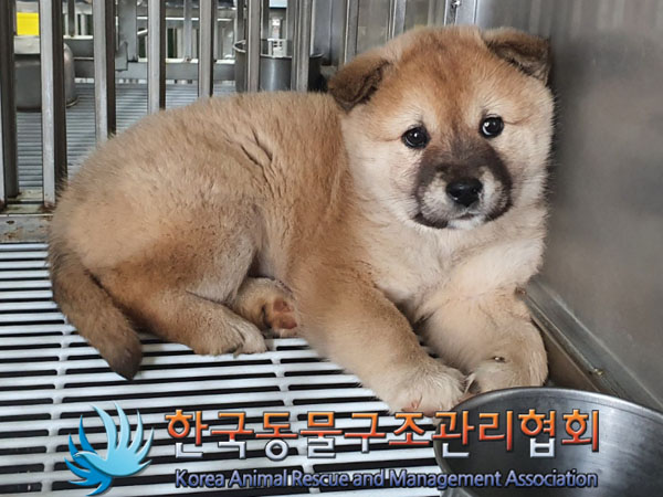 종료(안락사) 믹스…
