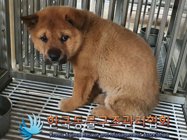 종료(안락사) 믹스…