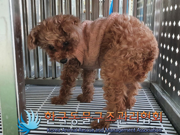 종료(반환) 푸들의…