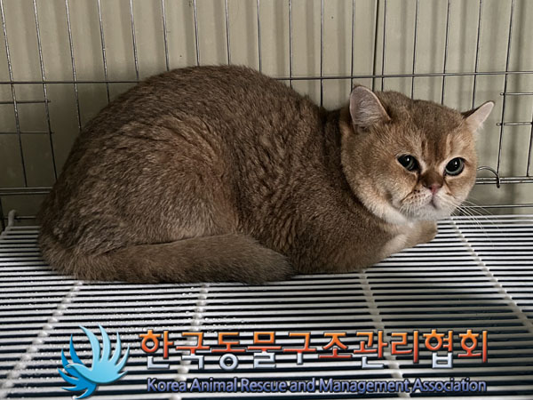종료(입양) 브리티…