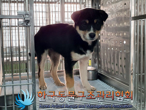 종료(기증) 믹스견…