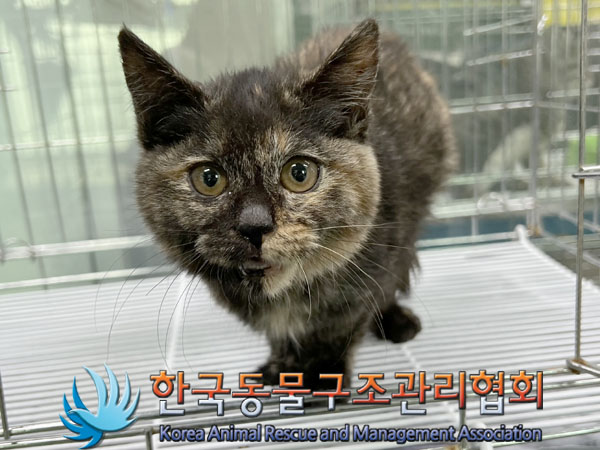 종료(입양) 한국 …