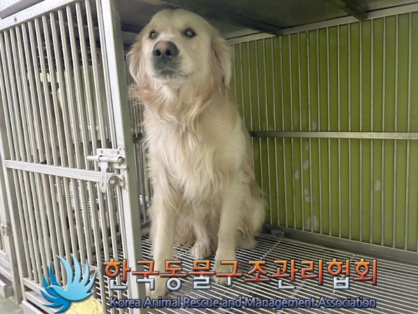 종료(입양) 골든 …