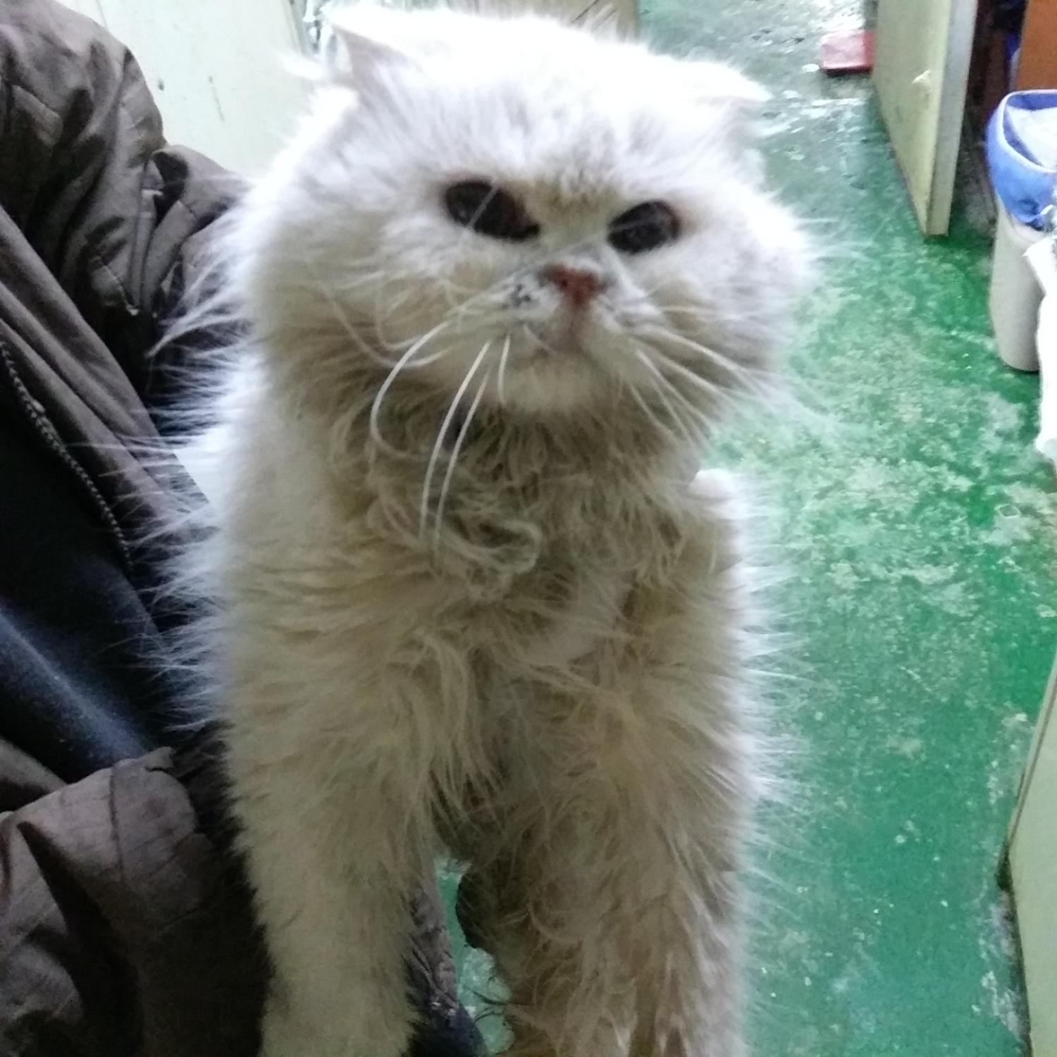 종료(입양) 페르시…
