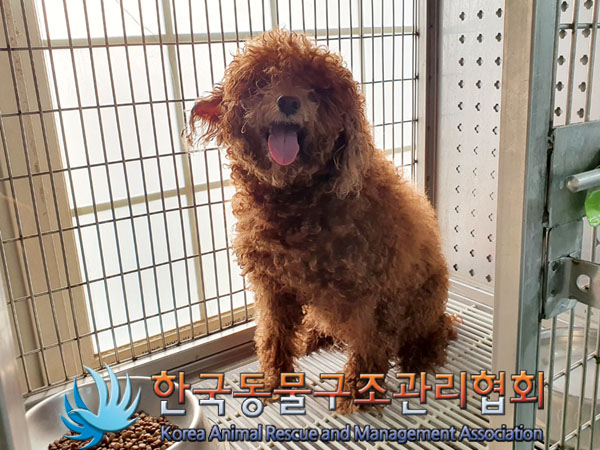 종료(안락사) 푸들…