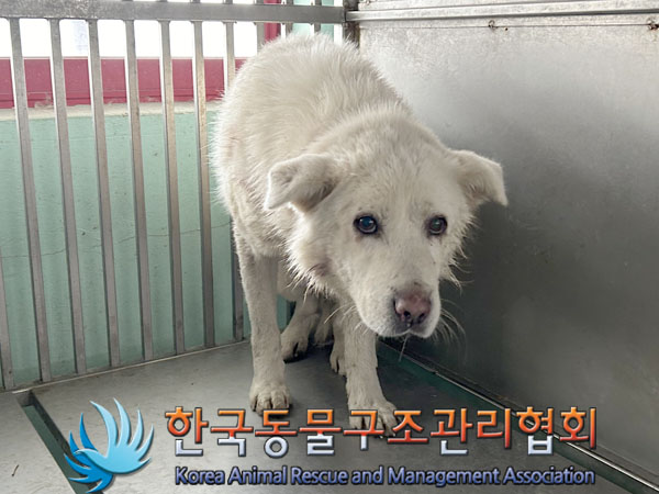 종료(안락사) 믹스…