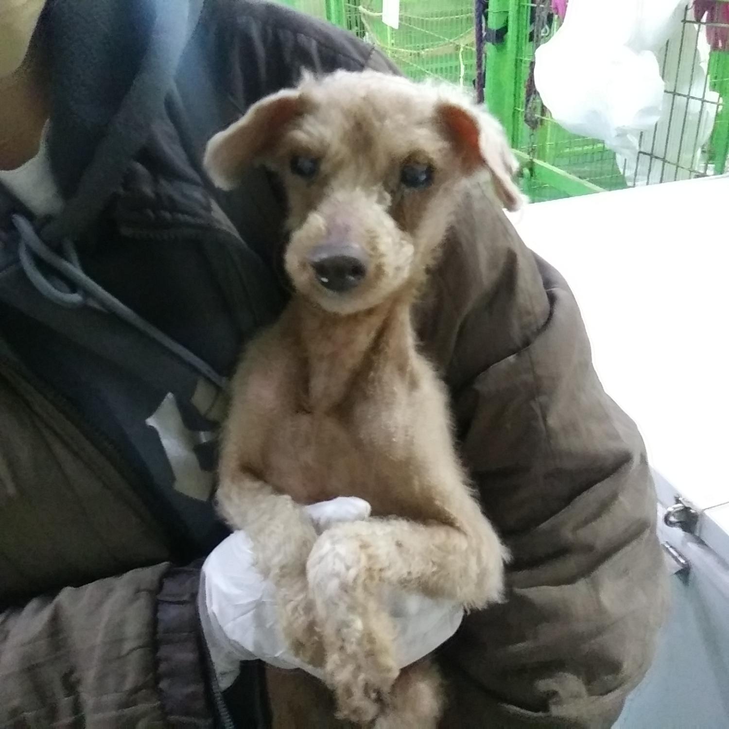 종료(자연사) 푸들…