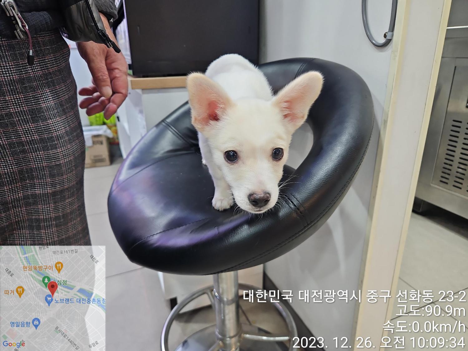 보호중 믹스견의 가…
