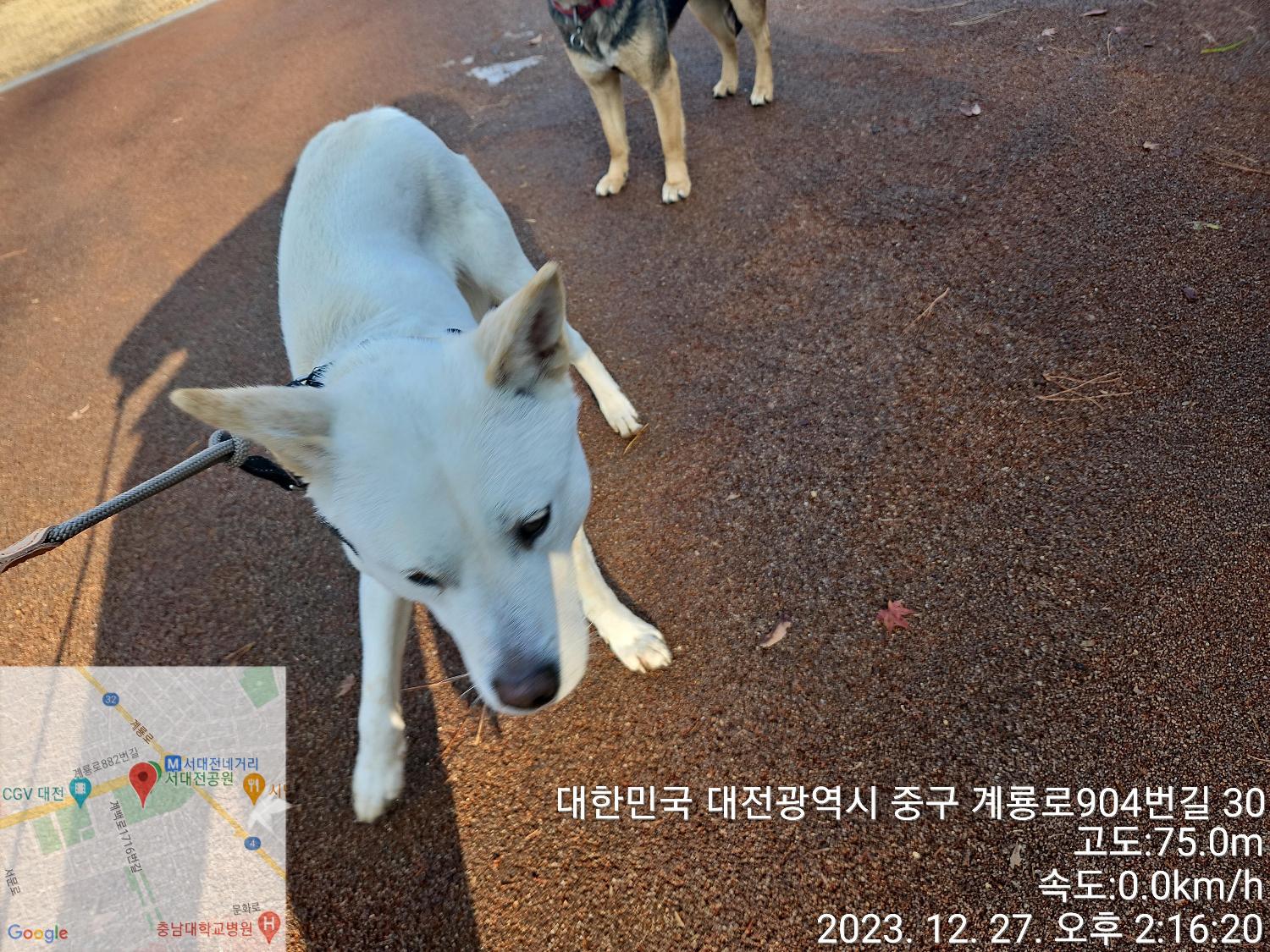 종료(반환) 진도견…